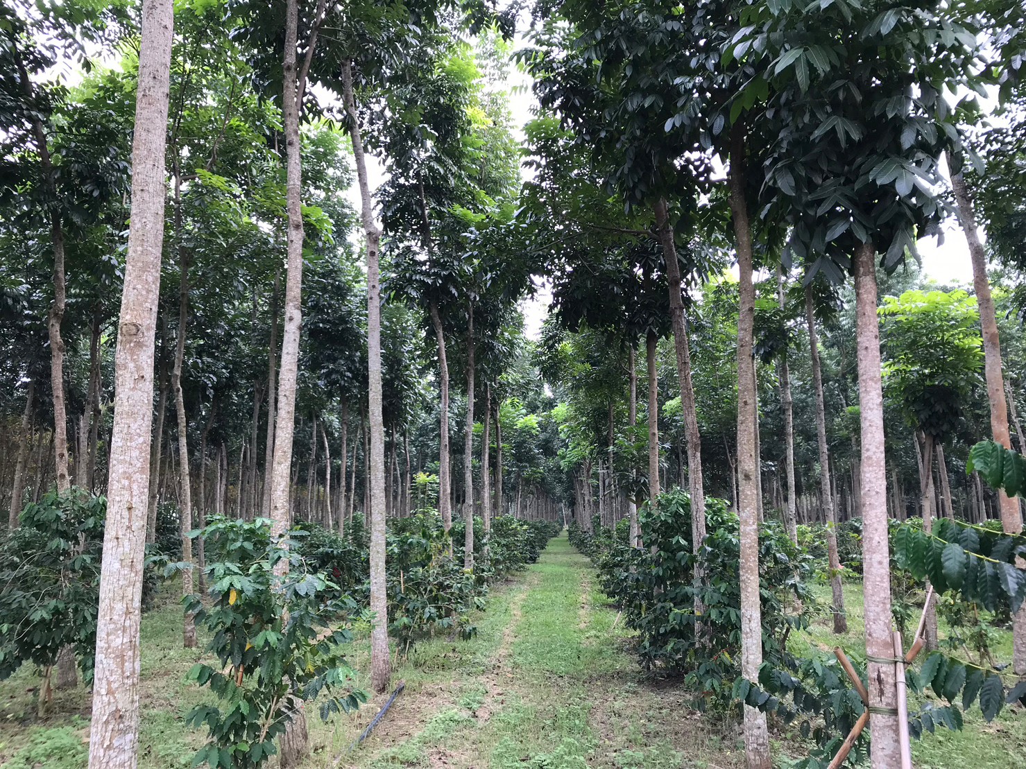 樹形優美的桃花心木與古坑非常有特色的咖啡樹